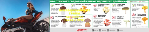 прущие грибы Бородино